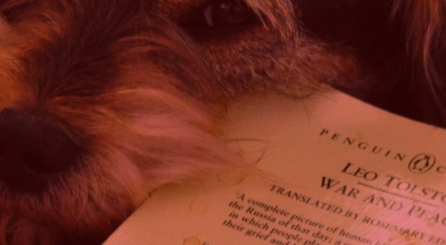 Dog Translating Full Tolstoy Catalog