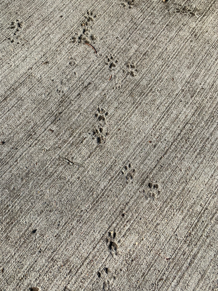 Midwesterner Misses COVID Food Trends